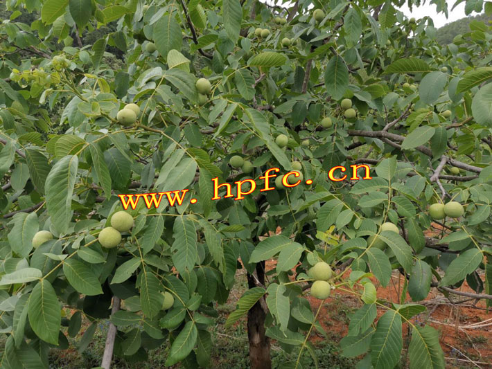 382ed81d15269b439dd226e9031e33a